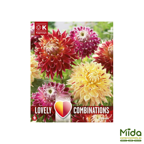 Kapiteyn Bulbos Combinados de DAHLIA DECORATIVA Roja y tonos Amarillos