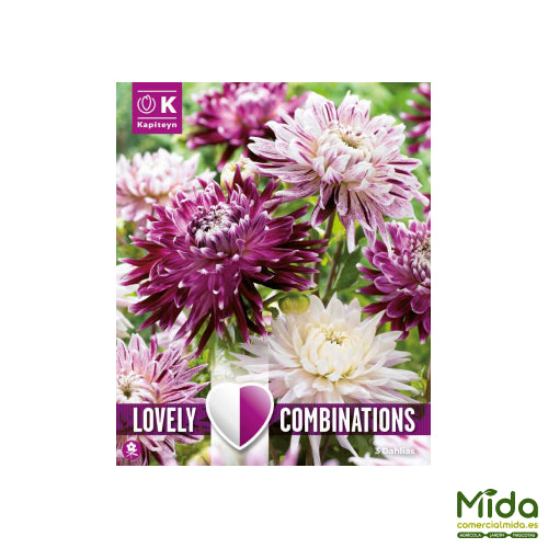Kapiteyn Bulbos Combinados de DAHLIA DECORATIVA VIOLETA y Tonos Blancos