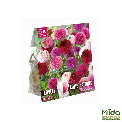 Bolsa de Bulbos Kapiteyn Combinados de DAHLIA POMPON-BALL rosa y púrpura