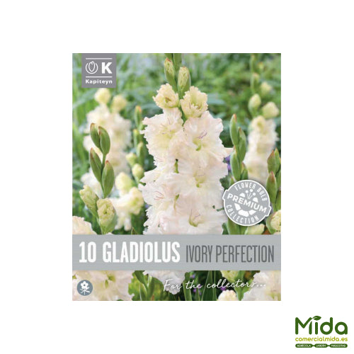 Kapiteyn Bulbos de GLADIOLOS IVORY PERFECTION