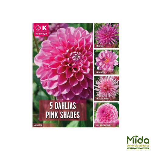 Kapiteyn Bulbos Combinados de DAHLIAS Con Tonos Rosas