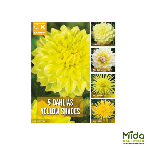 Kapiteyn Bulbos Combinados de DAHLIAS Tonos Amarillos