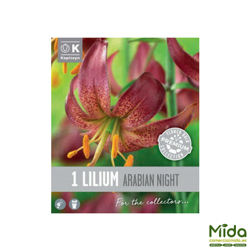 Kapiteyn Bulbos de LIRIOS MARTAGON ARABIAN KNIGHT