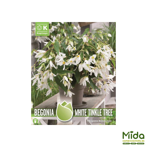 Kapiteyn Bulbos de BEGONIA BOLIVIENSIS o BOLIVIANA de Flor Blanca y Rica Floración