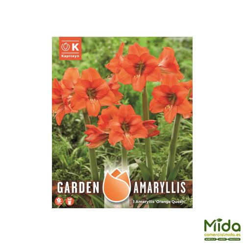 Kapiteyn Bulbos de AMARYLLIS ORANGE QUEEN-GARDEN AMARYLLIS PARA JARDINES Y PAIOS