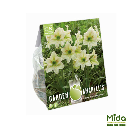 Bolsa de Bulbos Kapiteyn AMARYLLIS Atardecer Del Bosque