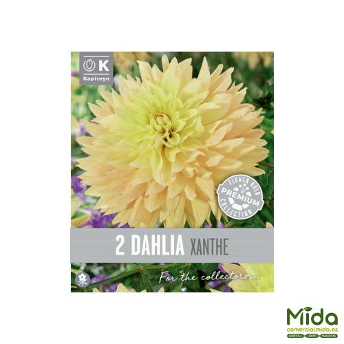 Kapiteyn Bulbos de DAHLIA XANTHE, o Dalia Amrilla, de la gama DECORATIVA