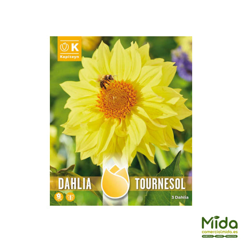 Bulbos de DAHLIA TOURNESOL "GIRASOL"