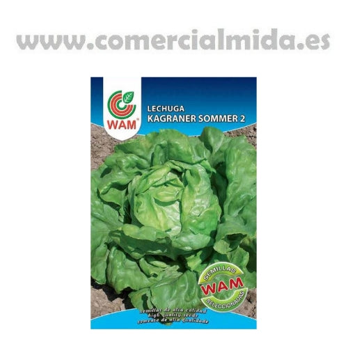 Semillas de Lechuga Kagraner Sommer 2 WAM