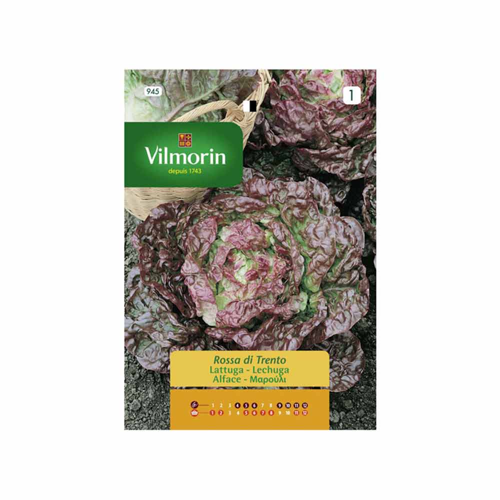 Semillas de lechuga Rosa Triento Vilmorin 5gr