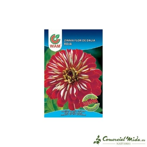 Semillas Zinnia Gigante Flor de Dalia roja 0,9 gr de Wam