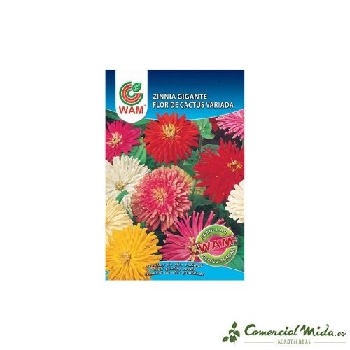 Semillas de Zinnia Gigante Flor de Cactus Variada 0,9 gr de Wam